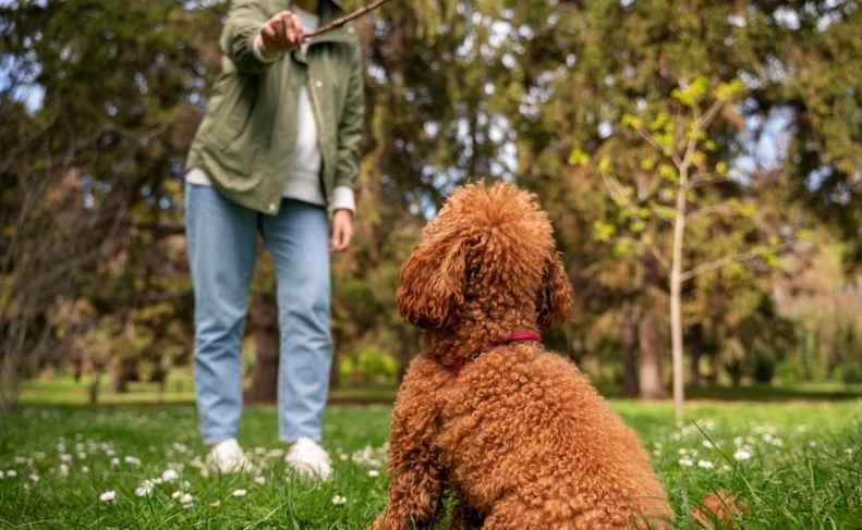Tedy Poodle